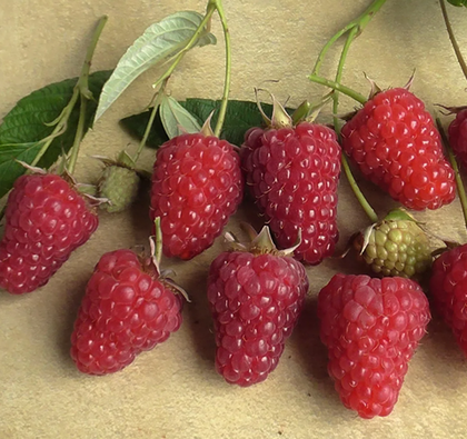 Малина ремонтантная Энросадира