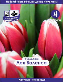 Тюльпан Луковица, Лех Валенса, 4 шт крупные