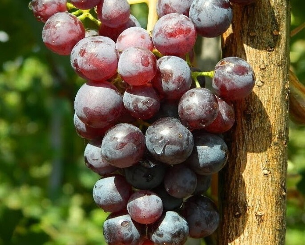 Виноград Кишмиш Ваткана 1шт