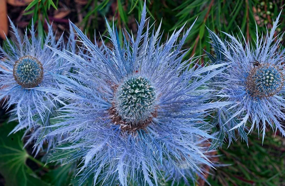 Эрингиум синеголовик Блаукаппа рассада конец апреля 26