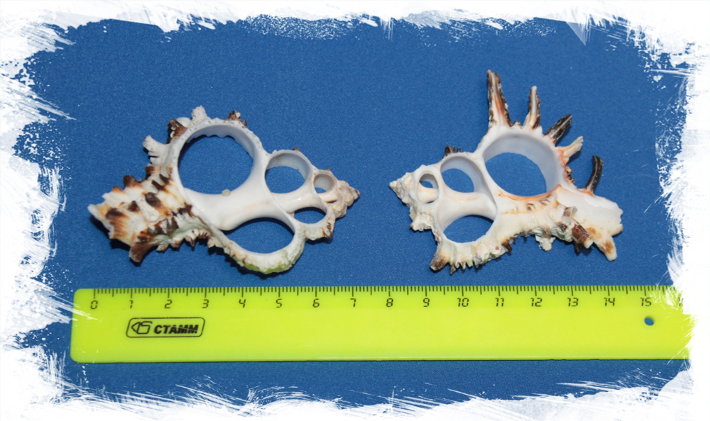 Размеры среза Мурекса Индивии