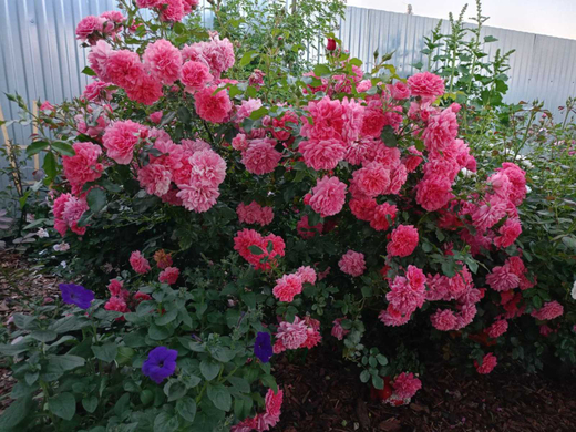 Роза Розариум Ютерсен штамб 140 см. Закупка М21 весна 2026