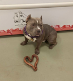 Бычий корень (сушёное лакомство) (цена за 100гр)