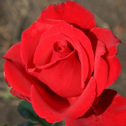 Роза чайно-гибридная Секси Ред