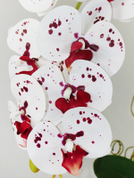 Искусственные Орхидеи Крапчатые белые 2 ветки латекс 55см в кашпо