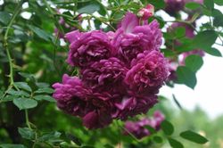 Старлет – Роз Мелина (Starlet-Rose Melina)