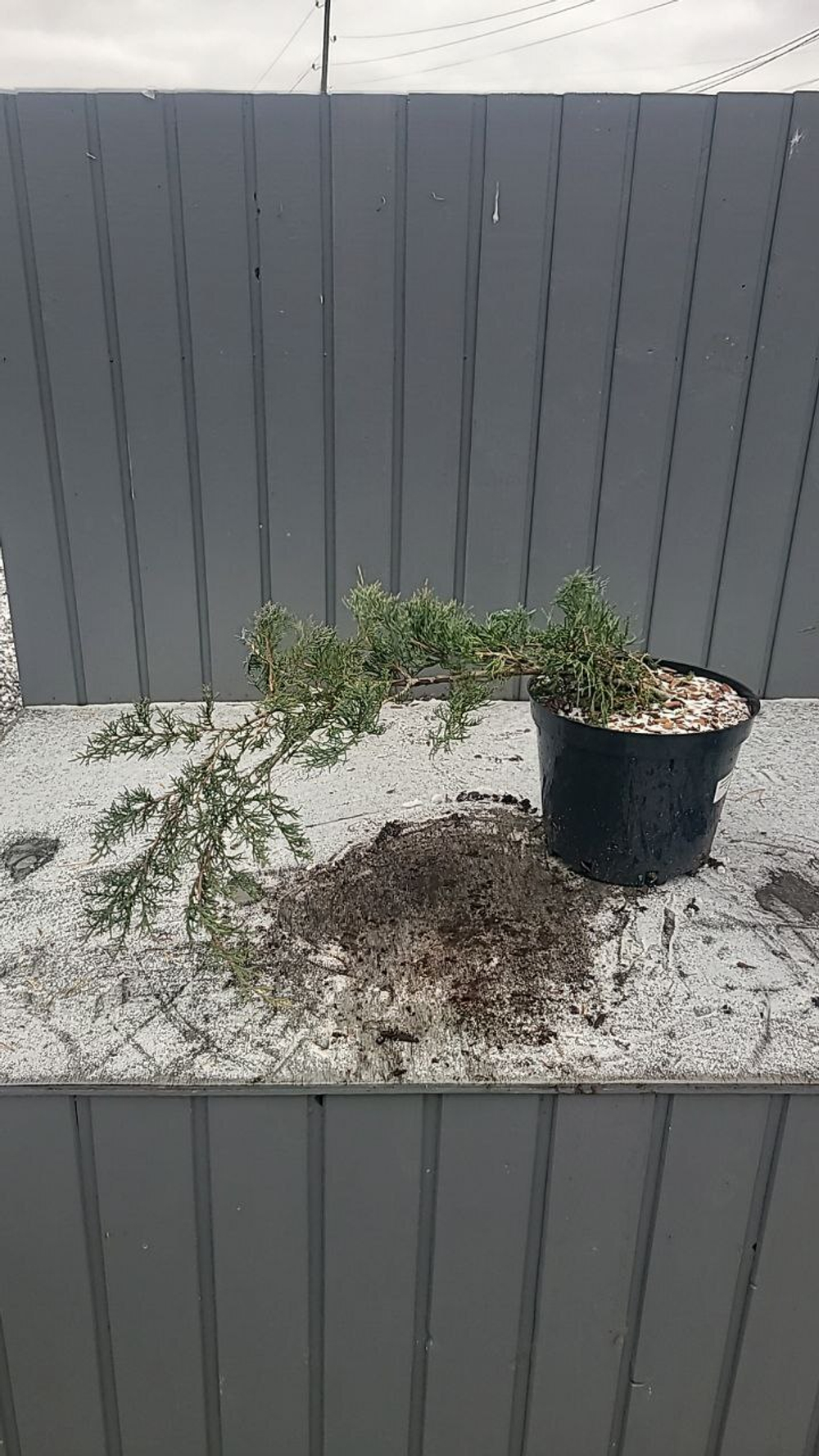 Можжевельник Пфитцериана Глаука С5л Закупка М35 наличие 2026