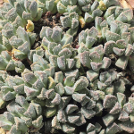 Семена АЛОИНОПСИСА - Aloinopsis Setifera