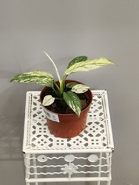 Спатифиллум Сенсация Вариегатная