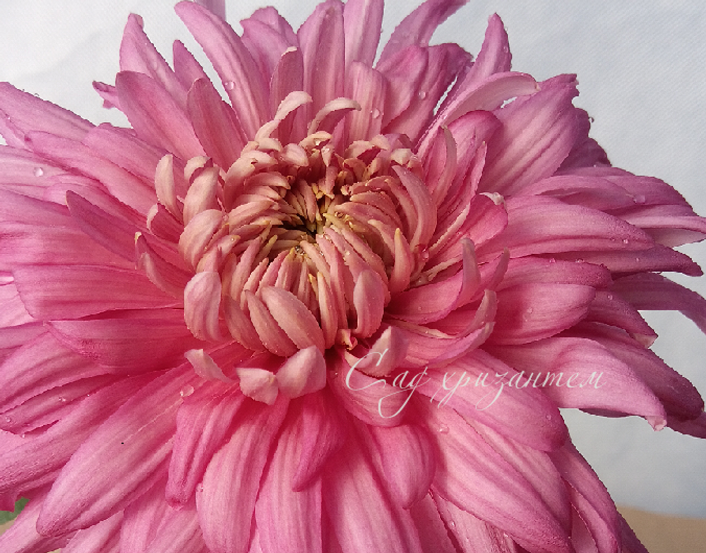 Хризантема одноголовая  Holiday pink ☘ о.25   (отгрузка  Сентябрь)