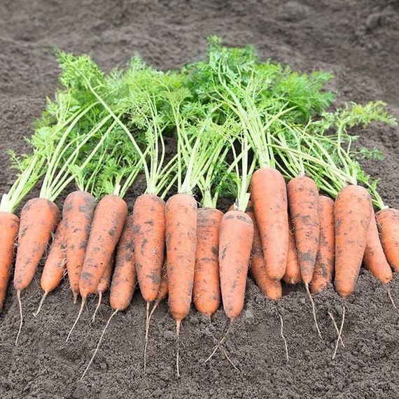 КАНТЕРБЮРИ F1 семена моркови Bejo отзывы