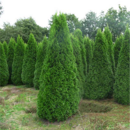 Туя западная Смарагд С5 40-60