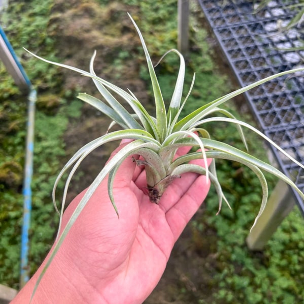 Тилландсия albida x streptophylla