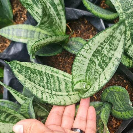 Сансевиерия MOONSHINE MUT AVE