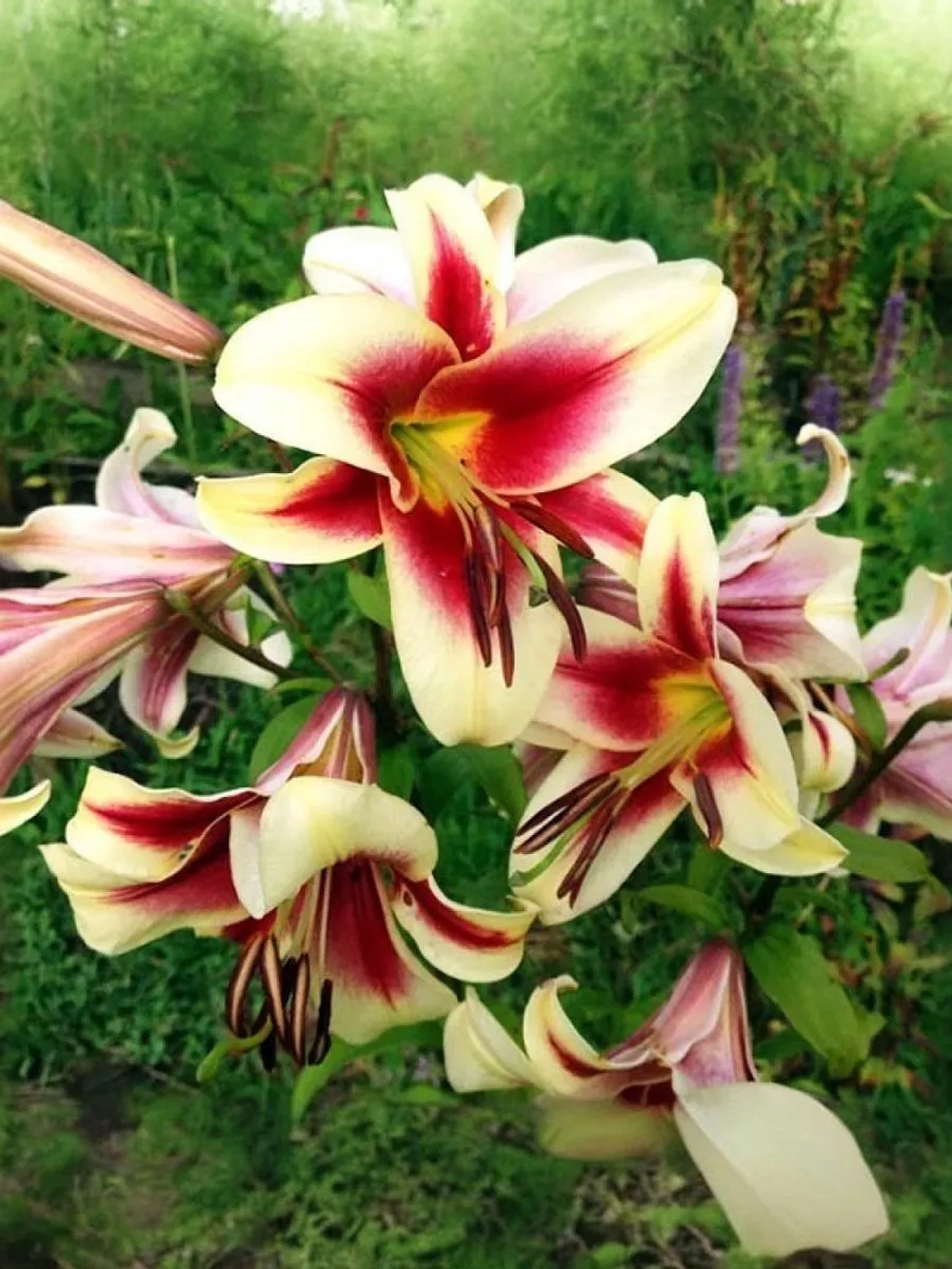 Лилия Флавия (ОТ-гибрид)