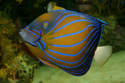 Ангел кольчатый (Pomacanthus annularis)