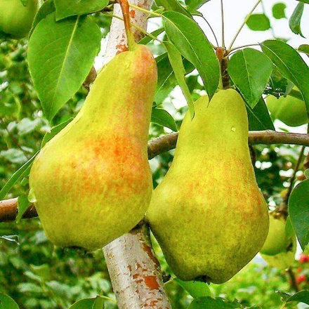 Груша летняя Видная