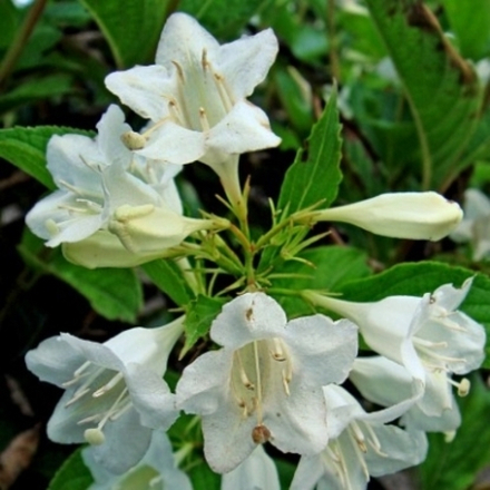 Вейгела цветущая Кандида С2 20-30