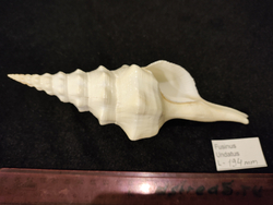 Фузинус Ундатус "165-210мм"