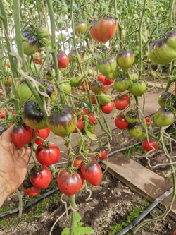 Помидоры Sgt Pepper's - Одинокие Сердца Сержанта Пеппера