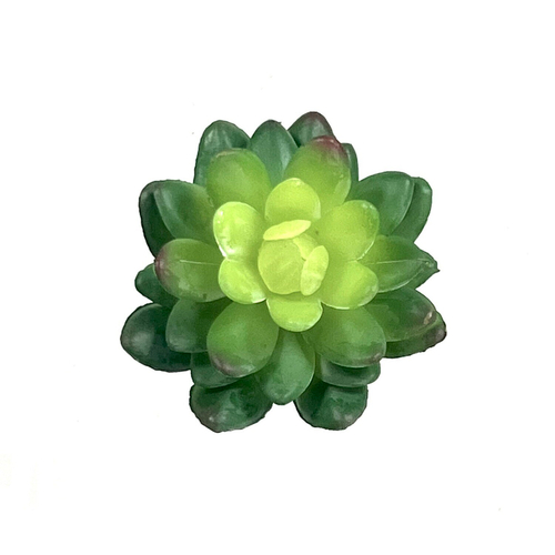Суккулент мини зеленый