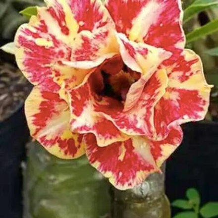 Адениум обесум 301 Ngọc Khuê Đột