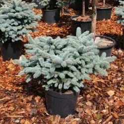 Ель колючая Глаука Глобоза Закупка М35 наличие 2026