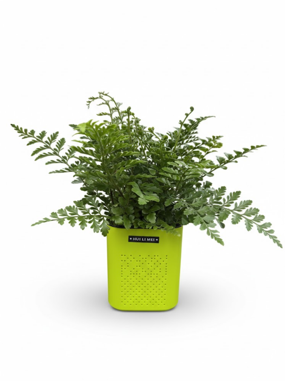 Папоротник Jim Fern горшок с автоп