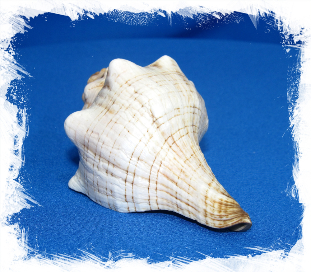 Плеуроплока Трапезиум, 10-15см, 1шт