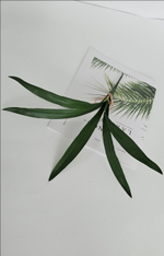 Листья орхидеи / Арт 7035