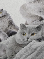 Постельное белье 1.5 Британцы СОНиЯ /1,5 взрослое детское