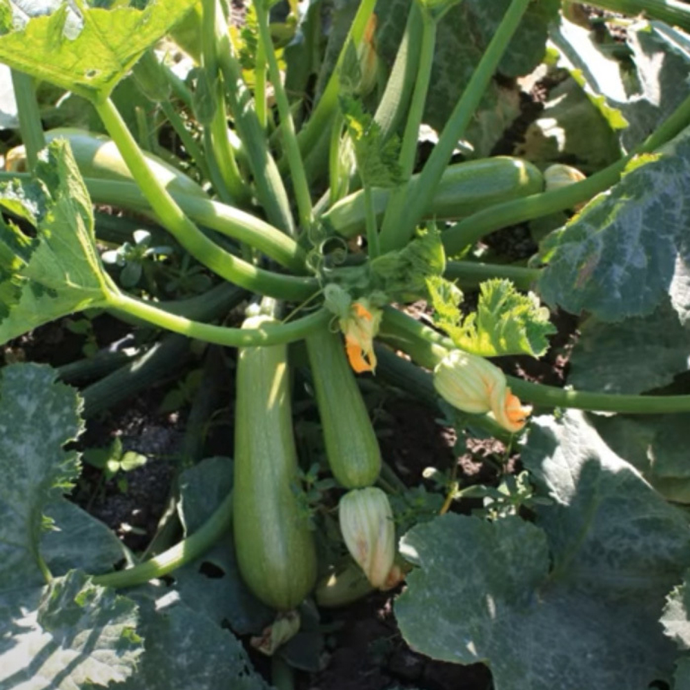 Байкал F1 семена кабачка (Sakata / Саката)