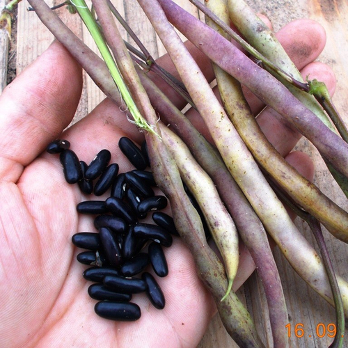 Фасоль Чёрная Кустовая Черокки - Black Bush Cherokee Bean