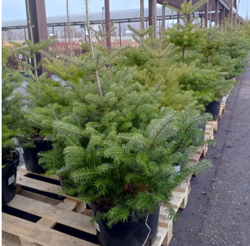 Пихта корейская С20 100-120