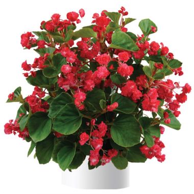 1277 Бегония PASO DOBLE CHERRY RED (ВЕСНА 2025)