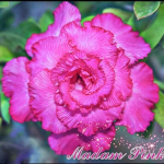 Адениум обесум SIAM-MADAM PINK