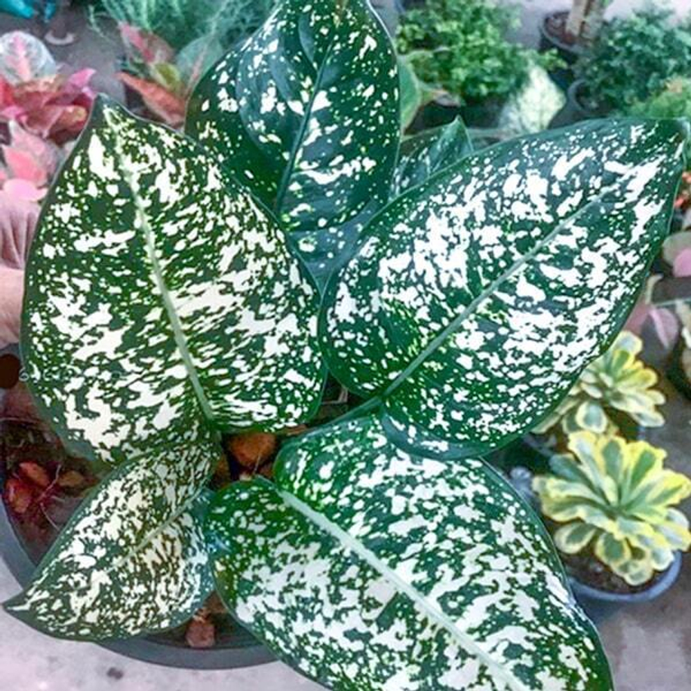 Аглаонема MORADOKLOK ROUND LEAF