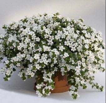 Многолетние растения