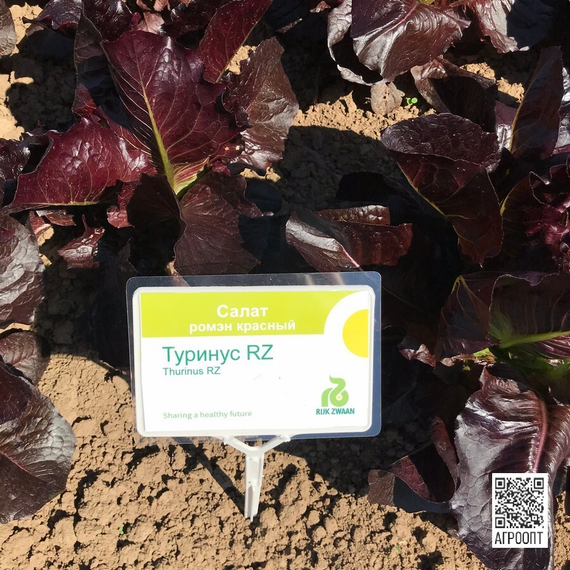 Туринус семена салата ромэн (Rijk Zwaan / Райк Цваан) в поле – фото 27