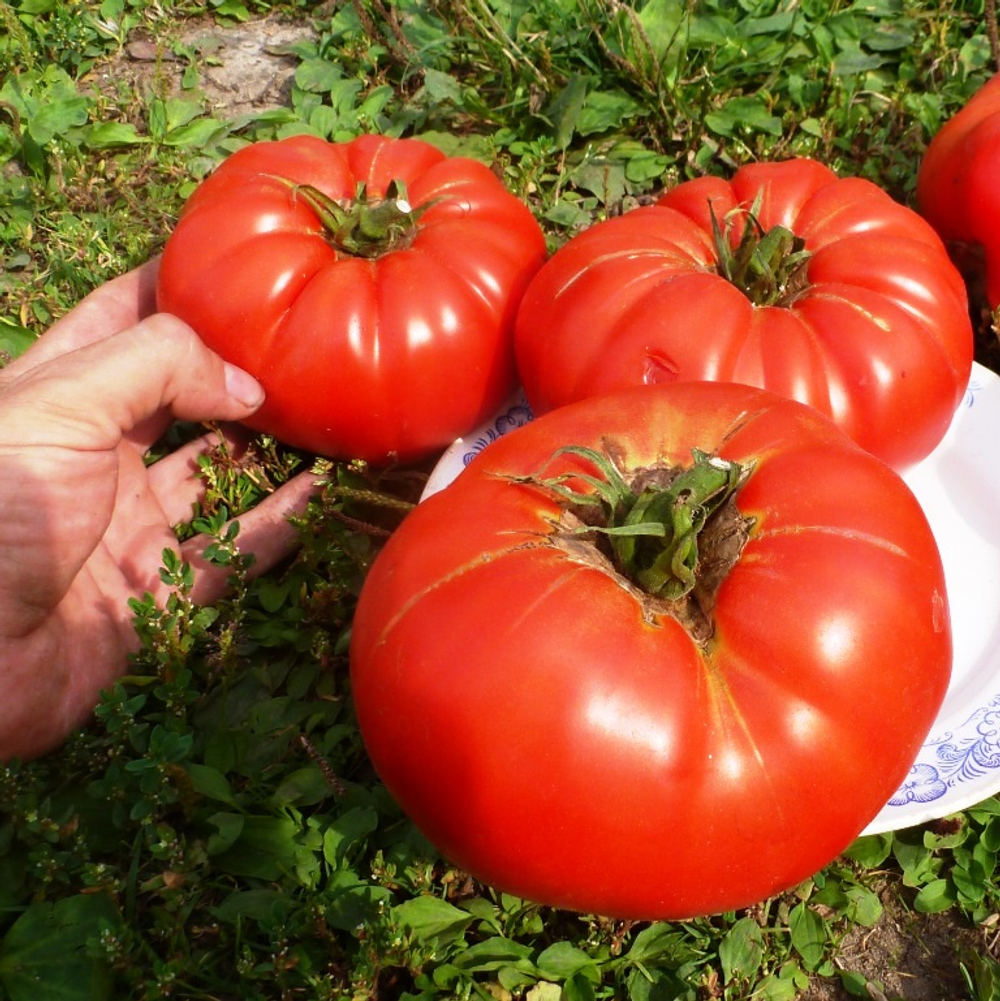 Помидоры 1884