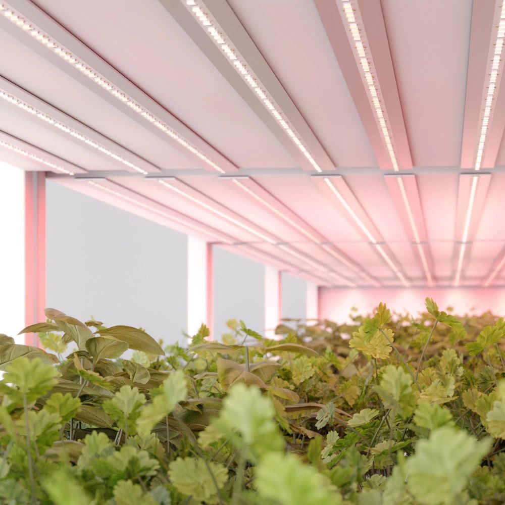 Светодиодная лента FITOLUX-A66-8mm 24V Red660 (11 W/m, IP20, 5m) (Arlight, Открытый) 045214