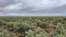 Оливковое масло OLIFO "2500 Yеars of Tradition Origins" Extra Virgin, нерафинированное, 0,5л, Тунис