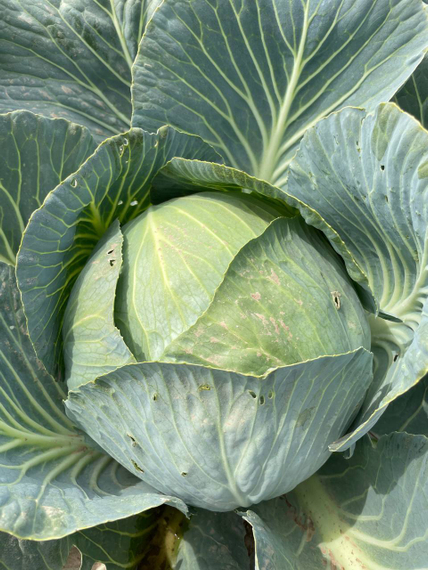 Корсума F1 семена капусты белокочанной Rijk Zwaan-Райк Цваан купить оптом – фото 3