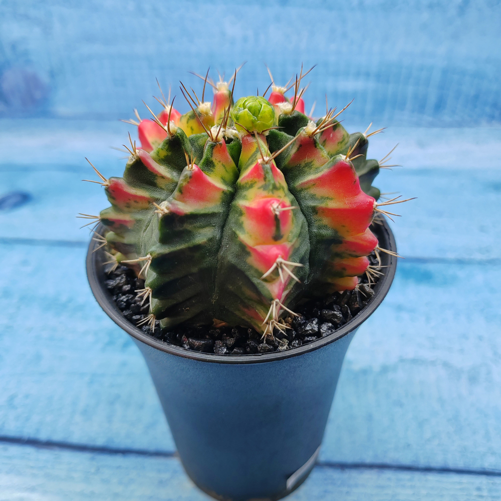 Gymnocalycium Variegata (Гимнокалициум Вариегатный)
