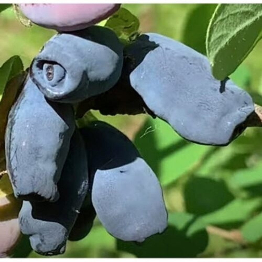 Жимолость Хонте Би (Медовая пчёлка)