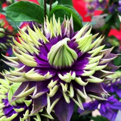 Клематис гибридный Тайга Закупка М33 апрель 2026