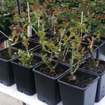 кусты для сада — сорт Николя Уло — пионовидная душистая роза