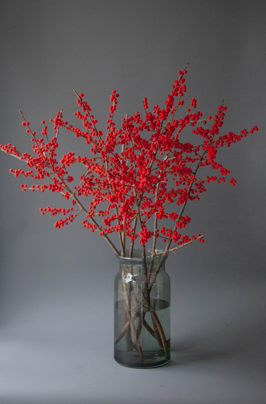 Илекс красный