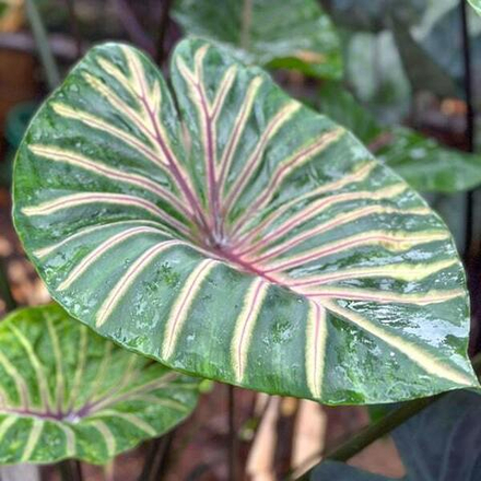 Колоказия LAVA LISA