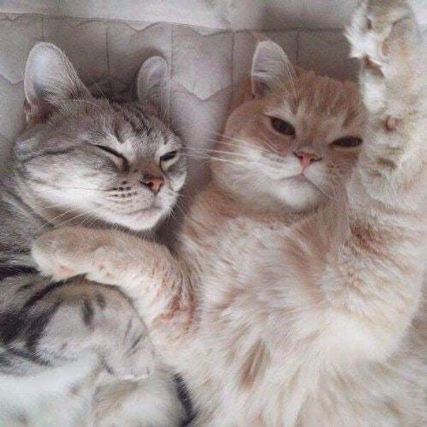Чему могут научить кошки человека? Чему могут научить кошки человека?